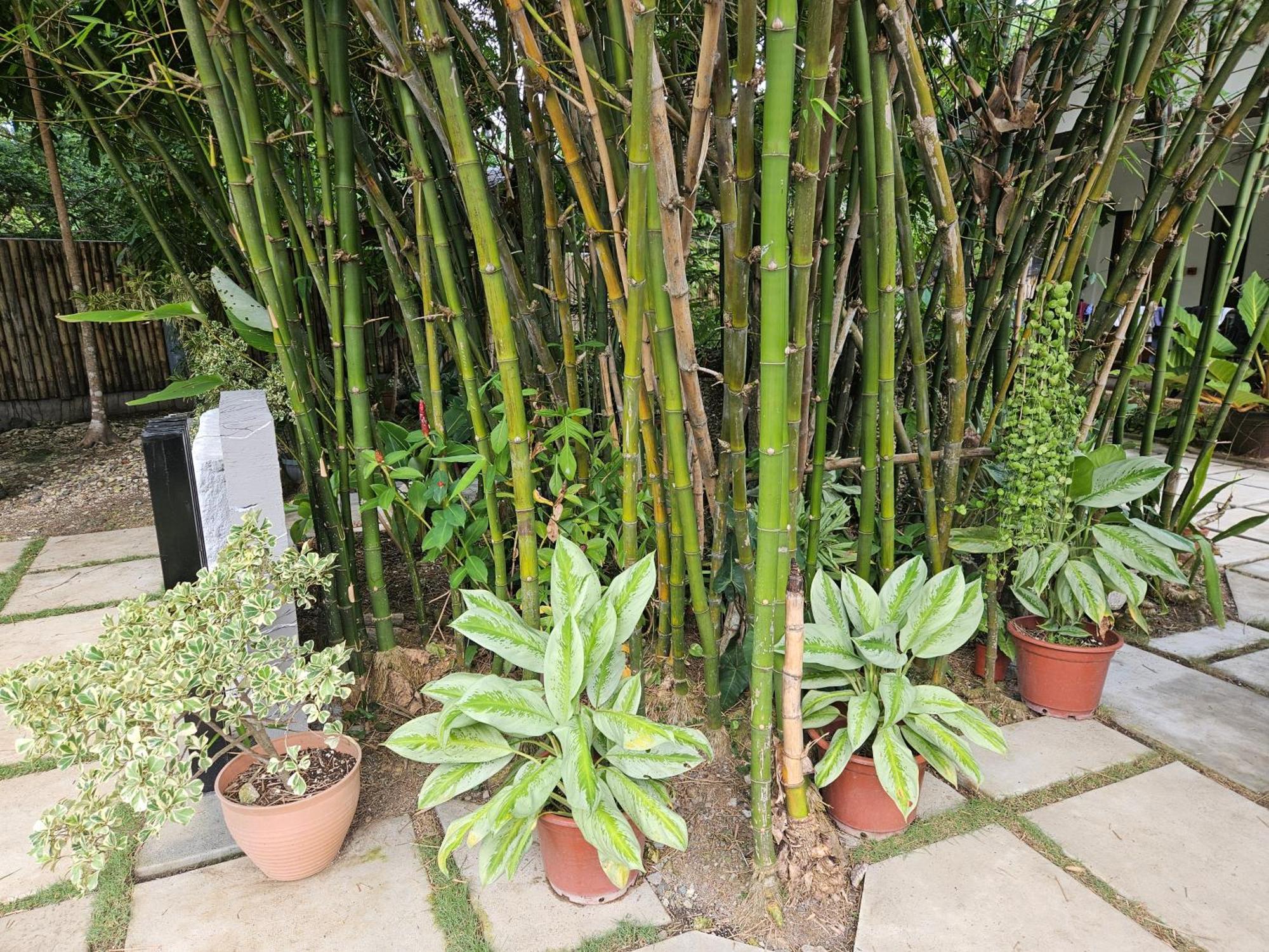 Oceanside 2 Bedroom House, 100Mbps Wifi 팡라오 외부 사진